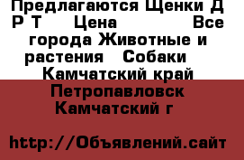 Предлагаются Щенки Д.Р.Т.  › Цена ­ 15 000 - Все города Животные и растения » Собаки   . Камчатский край,Петропавловск-Камчатский г.